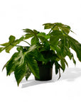 Fatsia Paper Plant - Green Fresh Florals + Plants