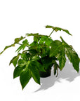 Fatsia Paper Plant - Green Fresh Florals + Plants