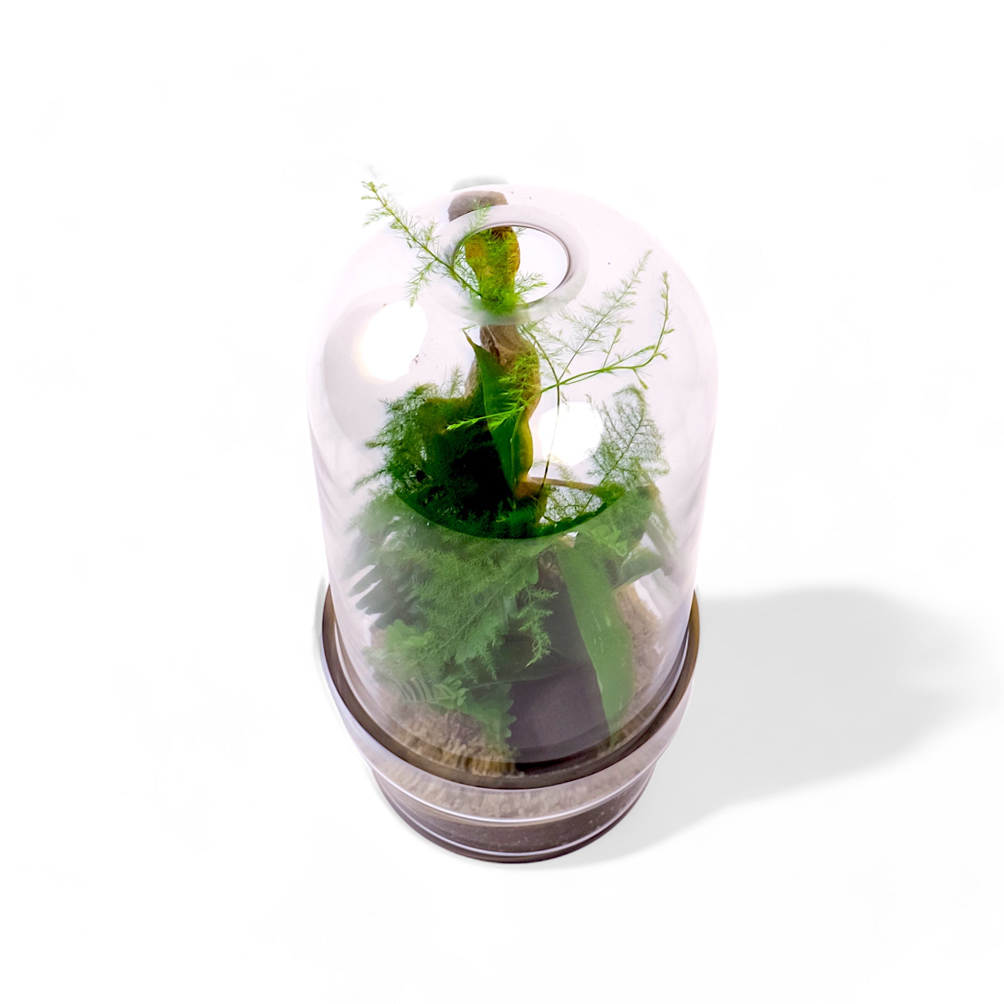 Fern Gully Terrarium - Green Fresh Florals + Plants