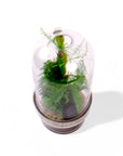 Fern Gully Terrarium - Green Fresh Florals + Plants