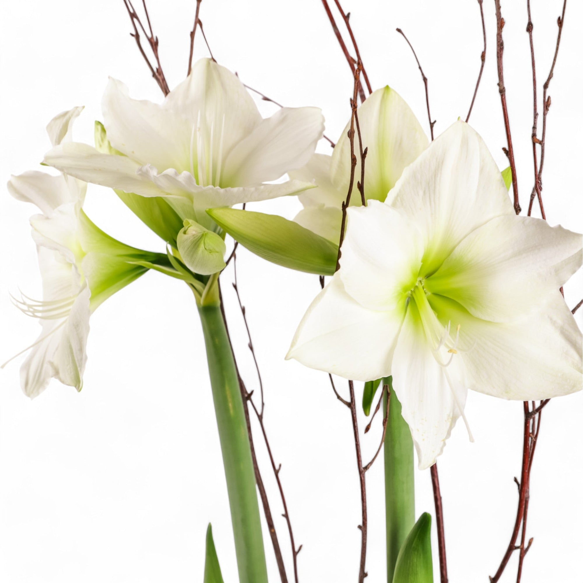 Golden Amaryllis Planting - Green Fresh Florals + Plants