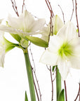 Golden Amaryllis Planting - Green Fresh Florals + Plants