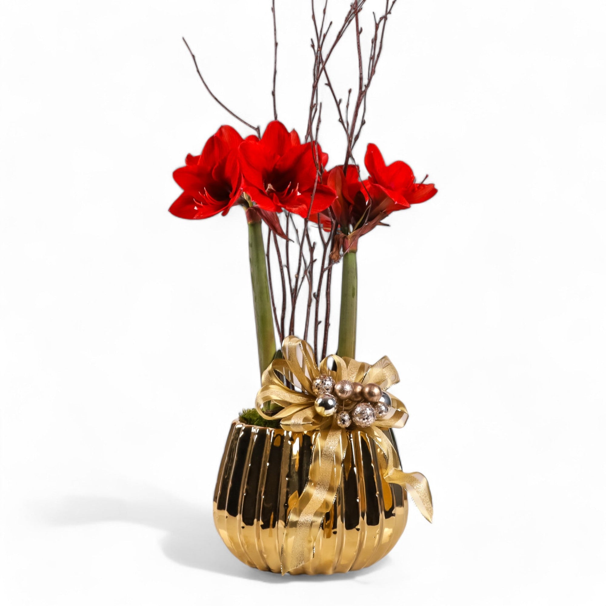 Golden Amaryllis Planting - Green Fresh Florals + Plants