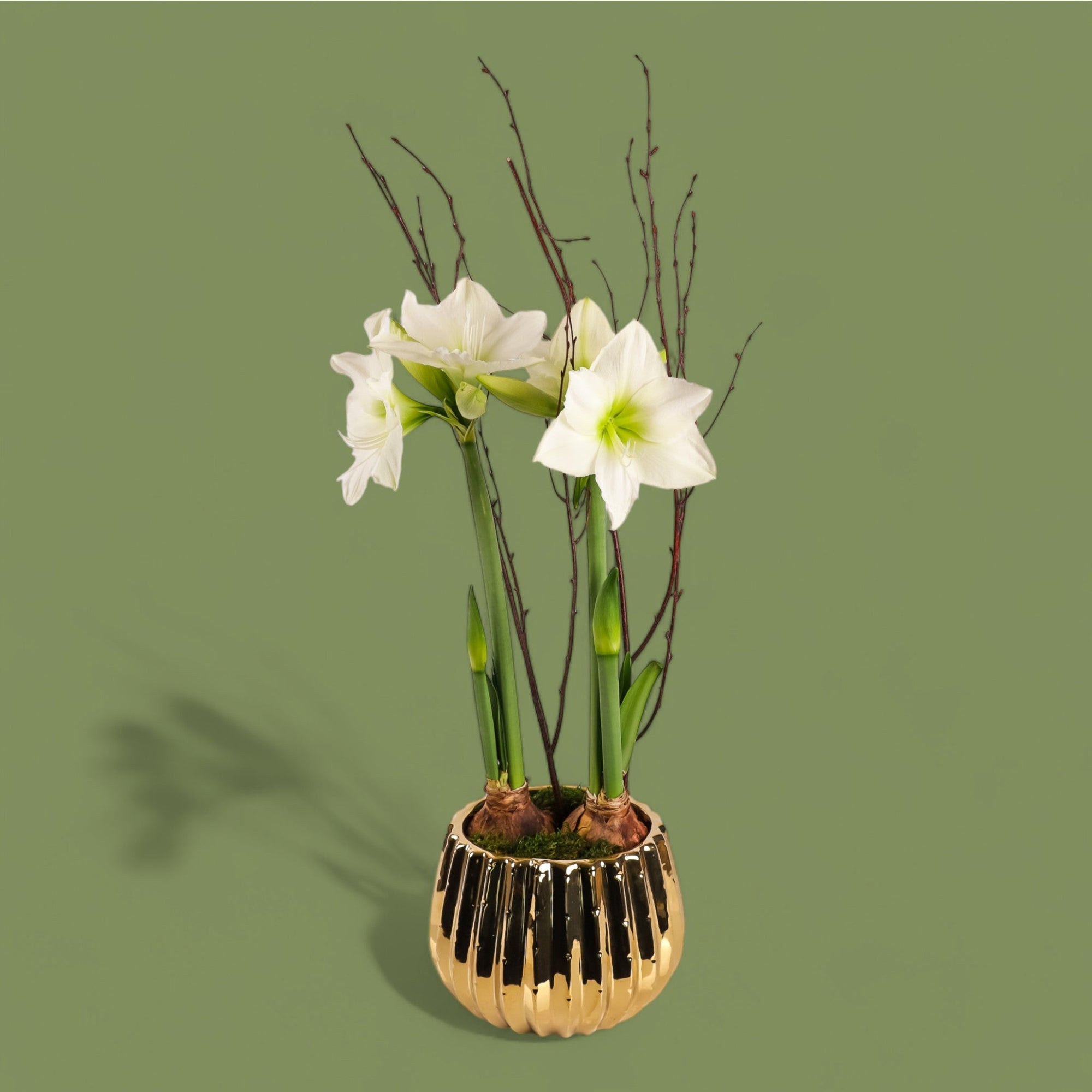 Golden Amaryllis Planting - Green Fresh Florals + Plants