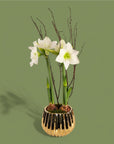 Golden Amaryllis Planting - Green Fresh Florals + Plants