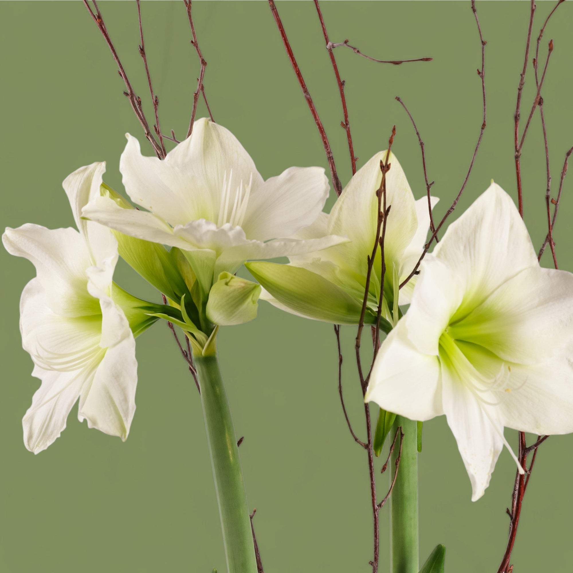 Golden Amaryllis Planting - Green Fresh Florals + Plants