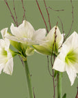 Golden Amaryllis Planting - Green Fresh Florals + Plants