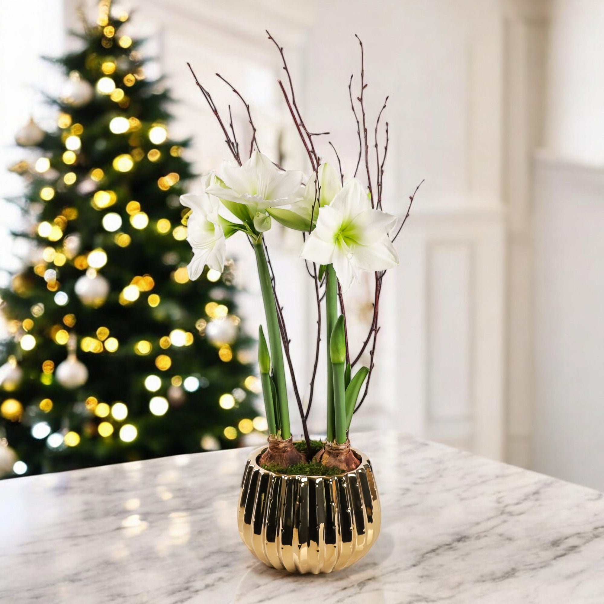 Golden Amaryllis Planting - Green Fresh Florals + Plants