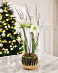 Golden Amaryllis Planting - Green Fresh Florals + Plants