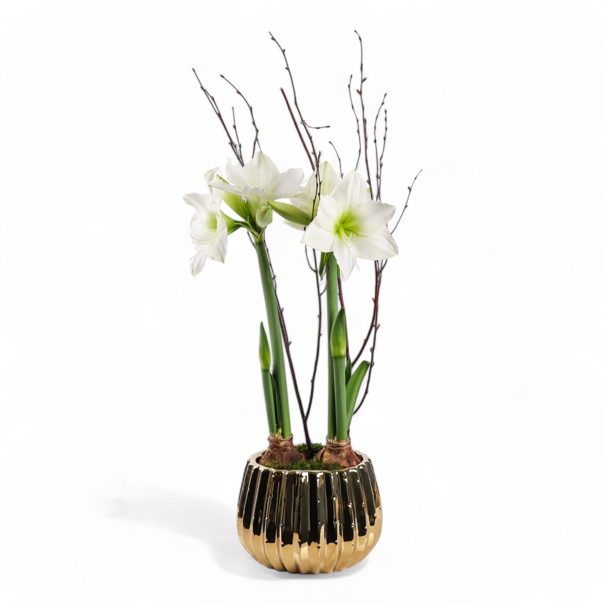 Golden Amaryllis Planting - Green Fresh Florals + Plants