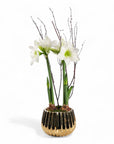 Golden Amaryllis Planting - Green Fresh Florals + Plants