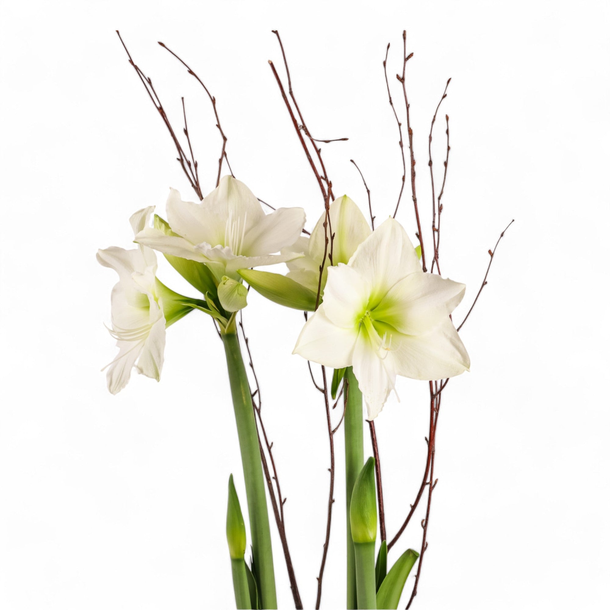 Golden Amaryllis Planting - Green Fresh Florals + Plants