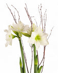 Golden Amaryllis Planting - Green Fresh Florals + Plants