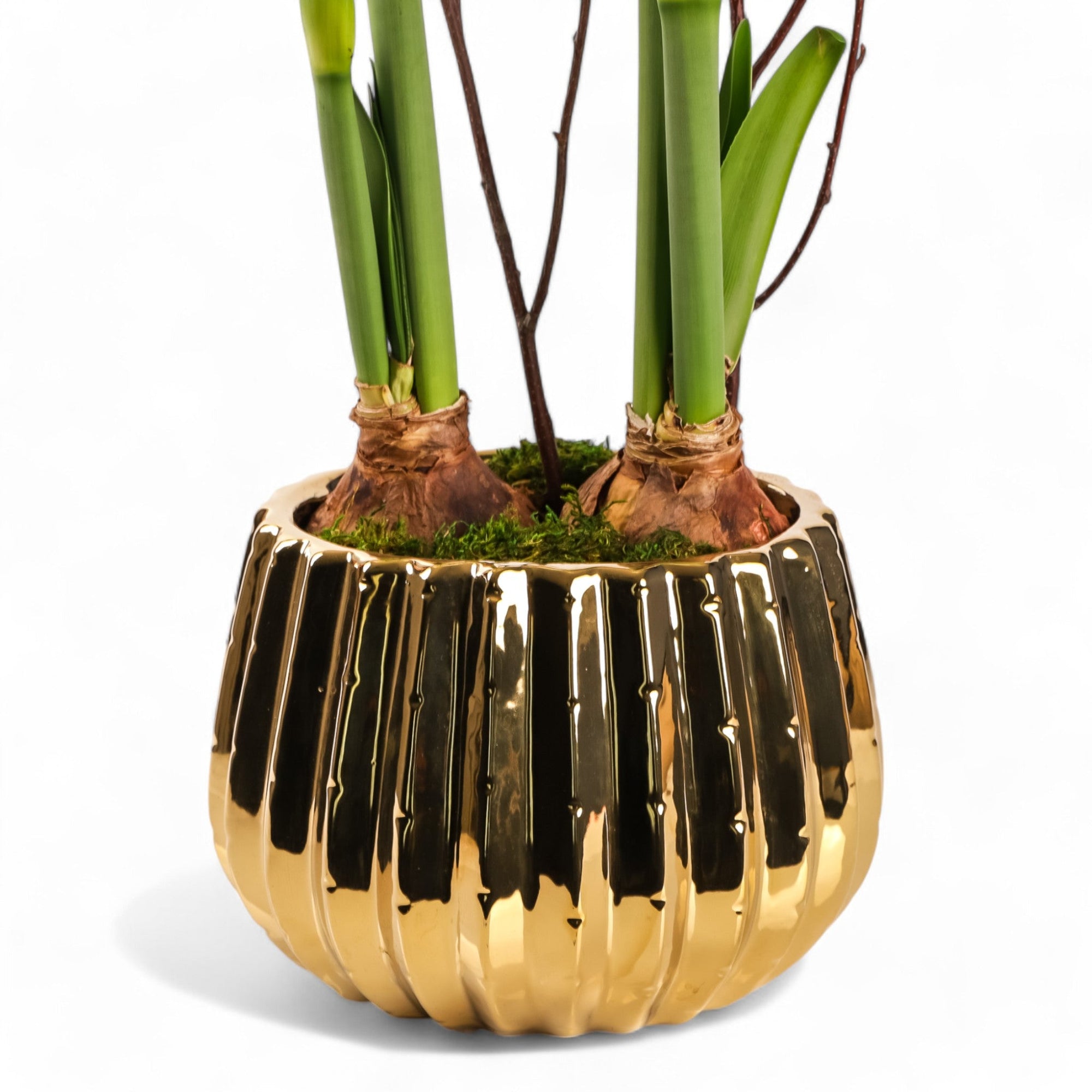 Golden Amaryllis Planting - Green Fresh Florals + Plants