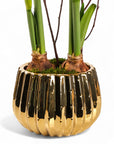 Golden Amaryllis Planting - Green Fresh Florals + Plants