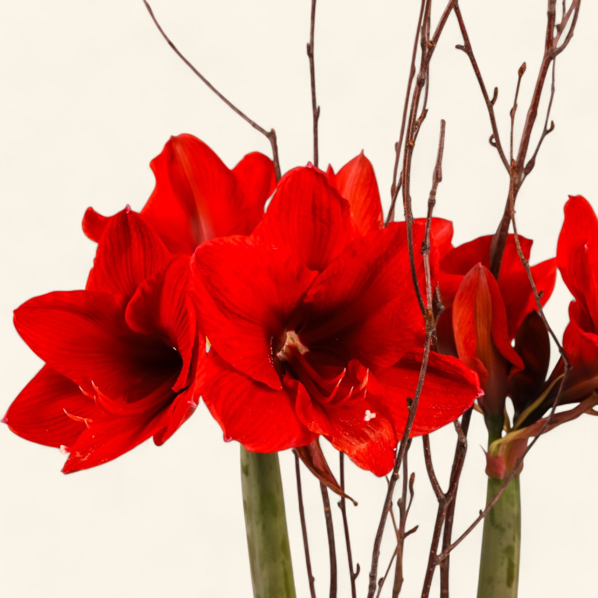 Golden Amaryllis Planting - Green Fresh Florals + Plants