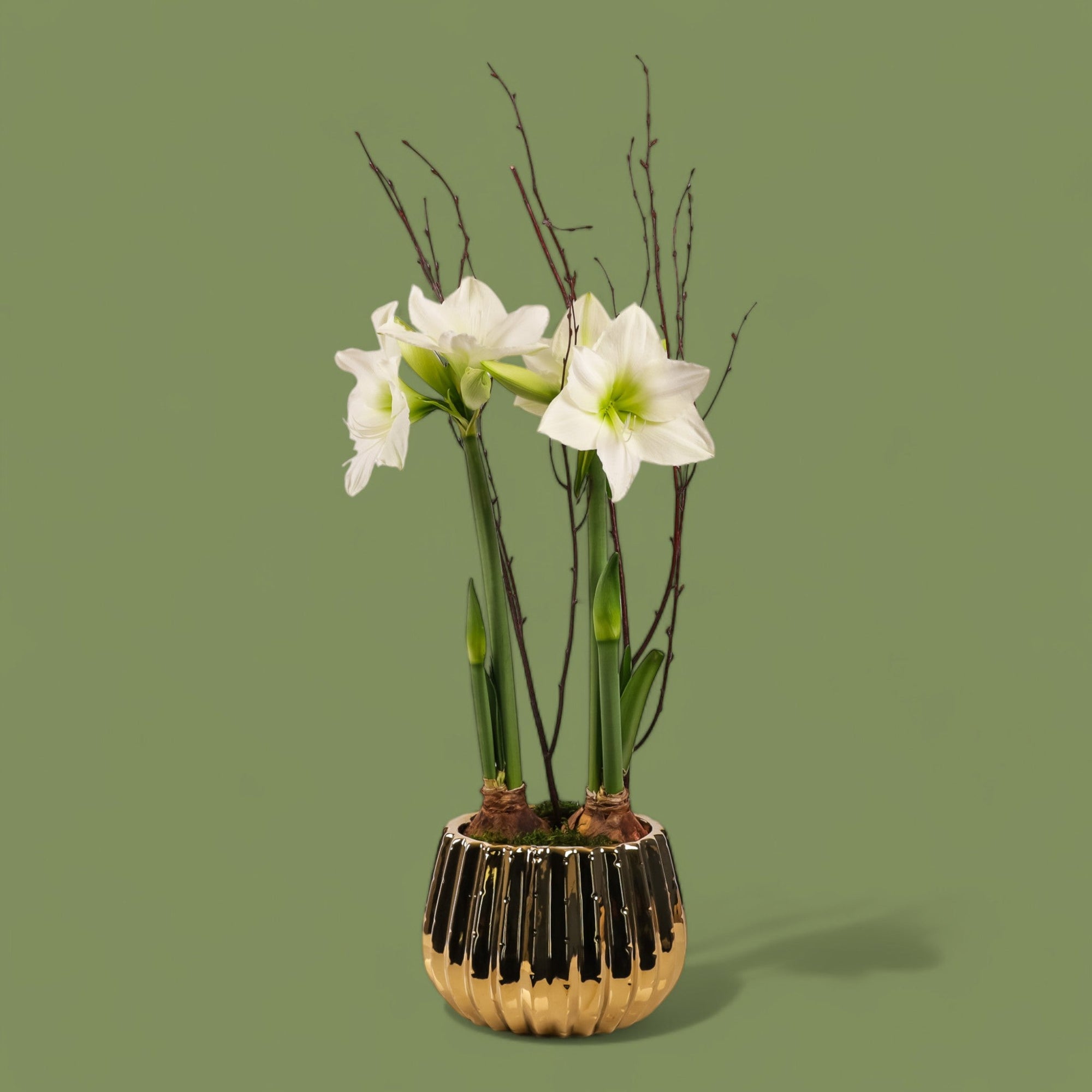 Golden Amaryllis Planting - Green Fresh Florals + Plants