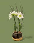 Golden Amaryllis Planting - Green Fresh Florals + Plants