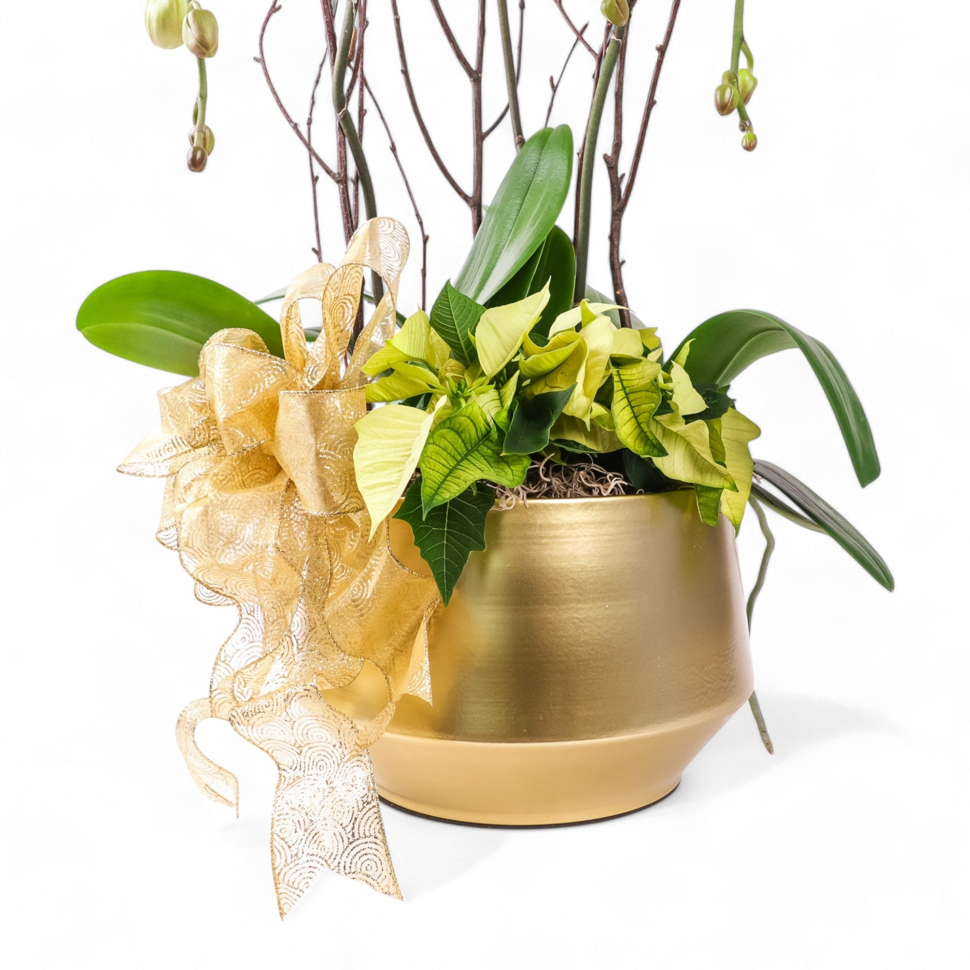 Golden Elegance Orchid Pairing - Green Fresh Florals + Plants