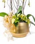 Golden Elegance Orchid Pairing - Green Fresh Florals + Plants