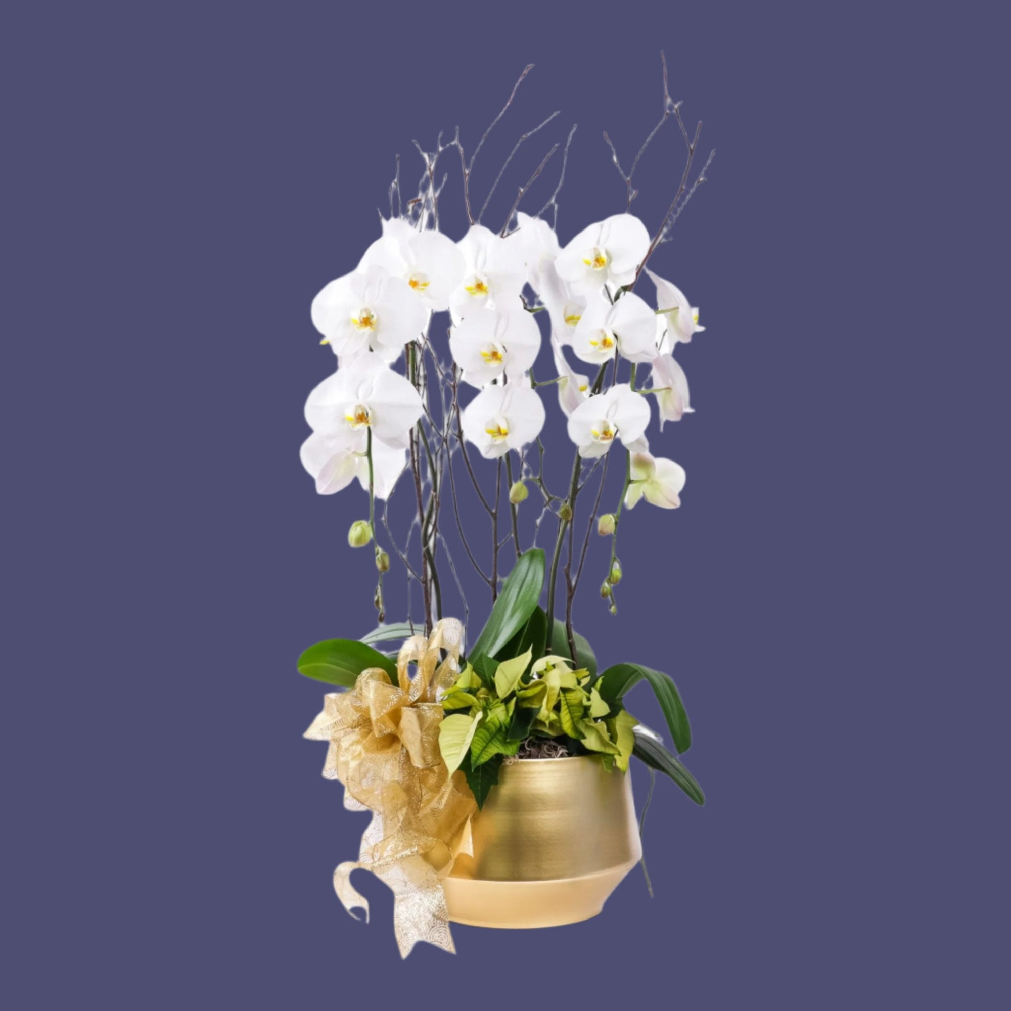 Golden Elegance Orchid Pairing - Green Fresh Florals + Plants