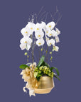 Golden Elegance Orchid Pairing - Green Fresh Florals + Plants