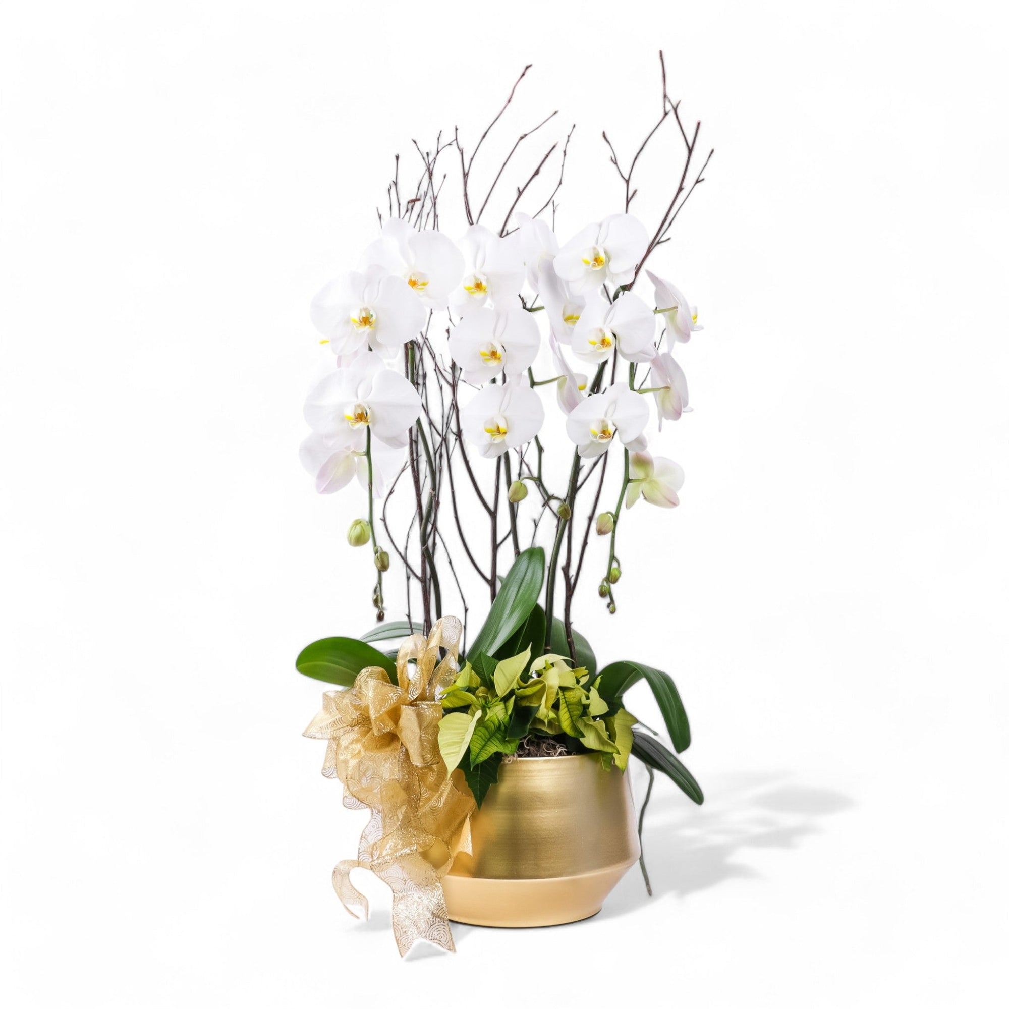 Golden Elegance Orchid Pairing - Green Fresh Florals + Plants