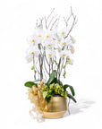 Golden Elegance Orchid Pairing - Green Fresh Florals + Plants