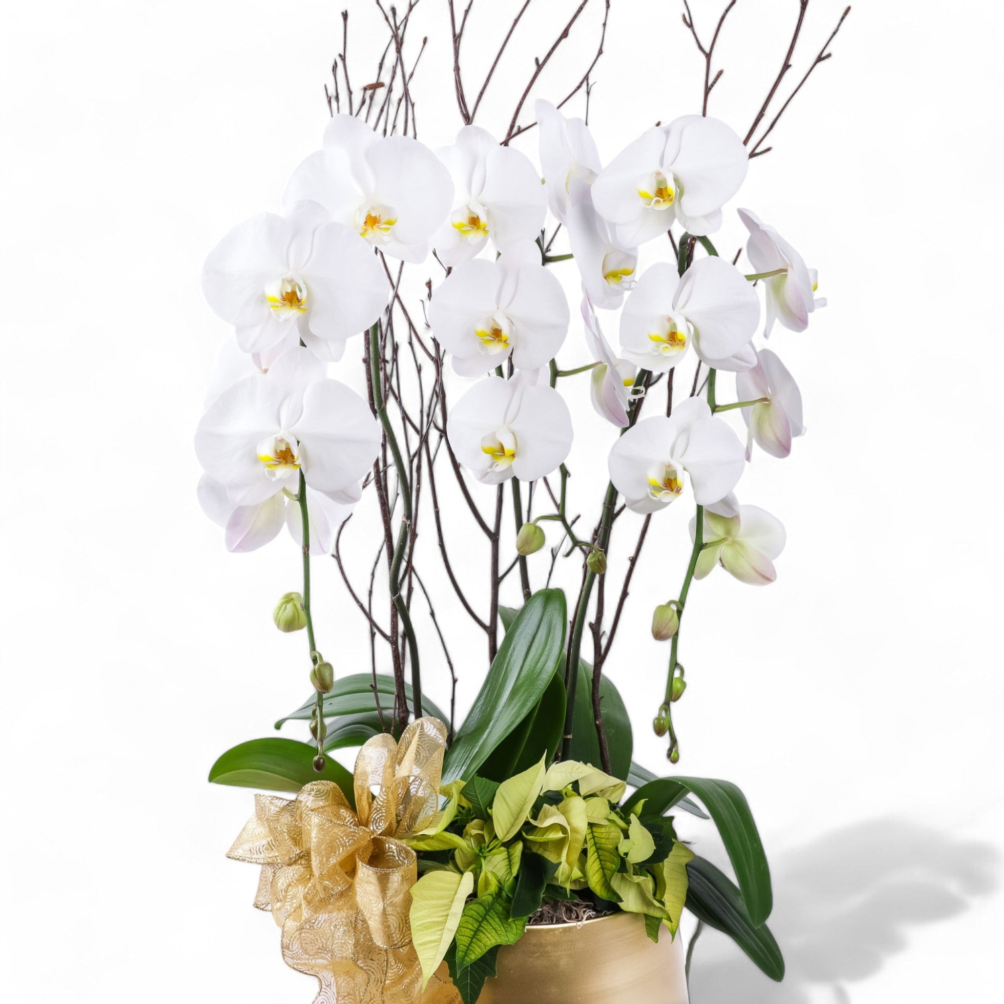 Golden Elegance Orchid Pairing - Green Fresh Florals + Plants