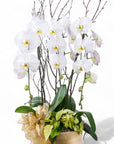 Golden Elegance Orchid Pairing - Green Fresh Florals + Plants