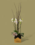 Golden Mini Orchid Planting - Green Fresh Florals + Plants