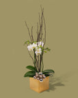 Golden Mini Orchid Planting - Green Fresh Florals + Plants