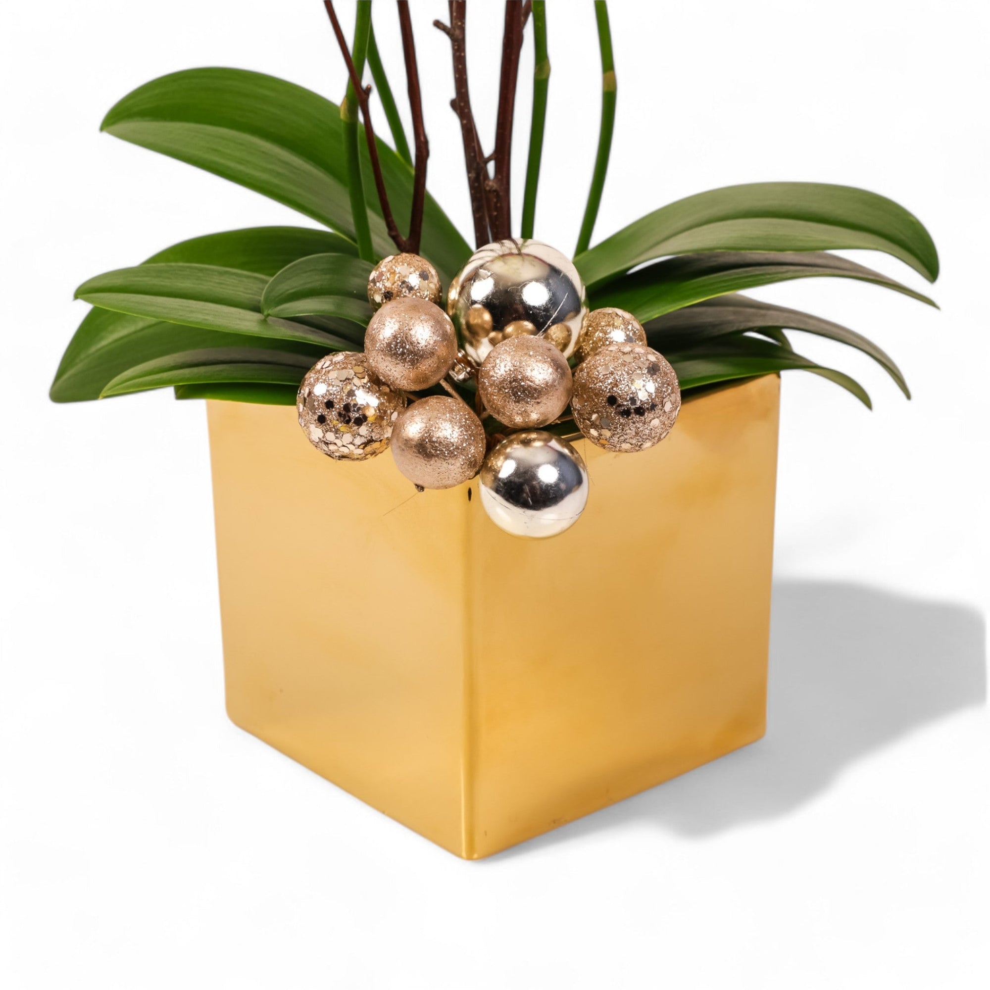 Golden Mini Orchid Planting - Green Fresh Florals + Plants