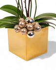 Golden Mini Orchid Planting - Green Fresh Florals + Plants