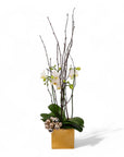 Golden Mini Orchid Planting - Green Fresh Florals + Plants