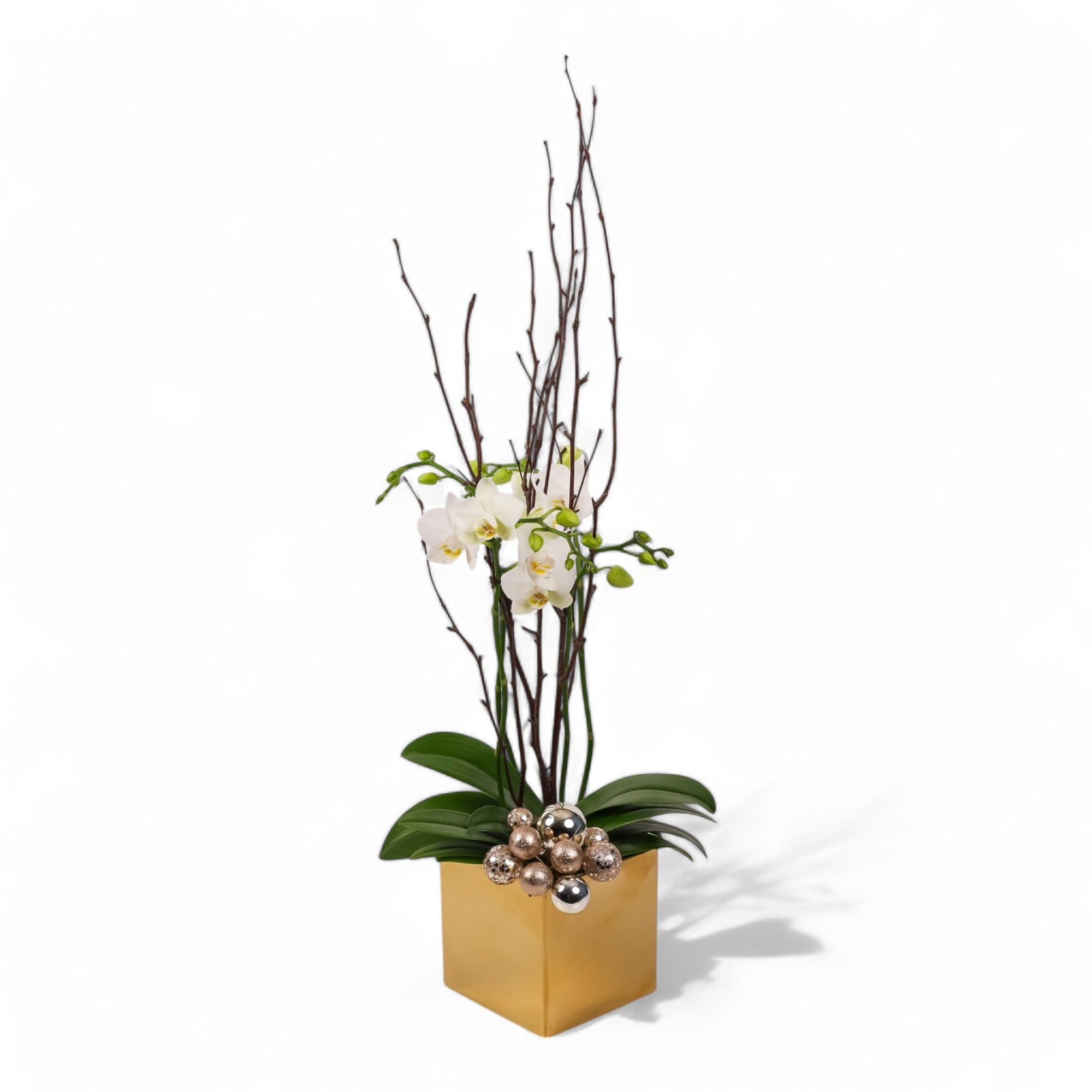 Golden Mini Orchid Planting - Green Fresh Florals + Plants