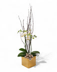 Golden Mini Orchid Planting - Green Fresh Florals + Plants