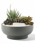 Granite Crystal Succulent Garden - Green Fresh Florals + Plants