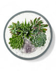 Granite Crystal Succulent Garden - Green Fresh Florals + Plants