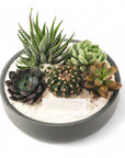 Granite Crystal Succulent Garden - Green Fresh Florals + Plants