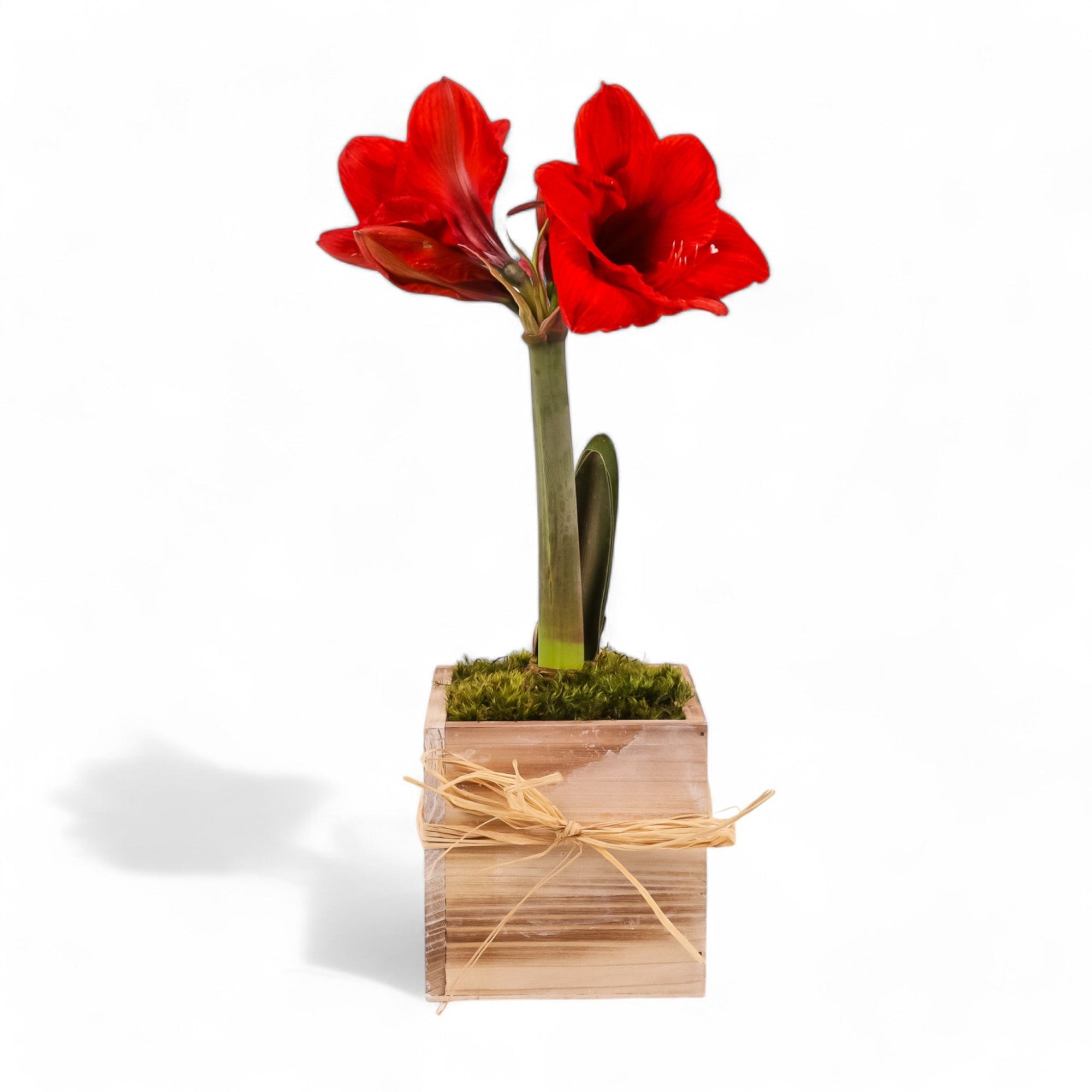 Holiday Amaryllis Bulb Planting - Green Fresh Florals + Plants