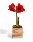 Holiday Amaryllis Bulb Planting - Green Fresh Florals + Plants