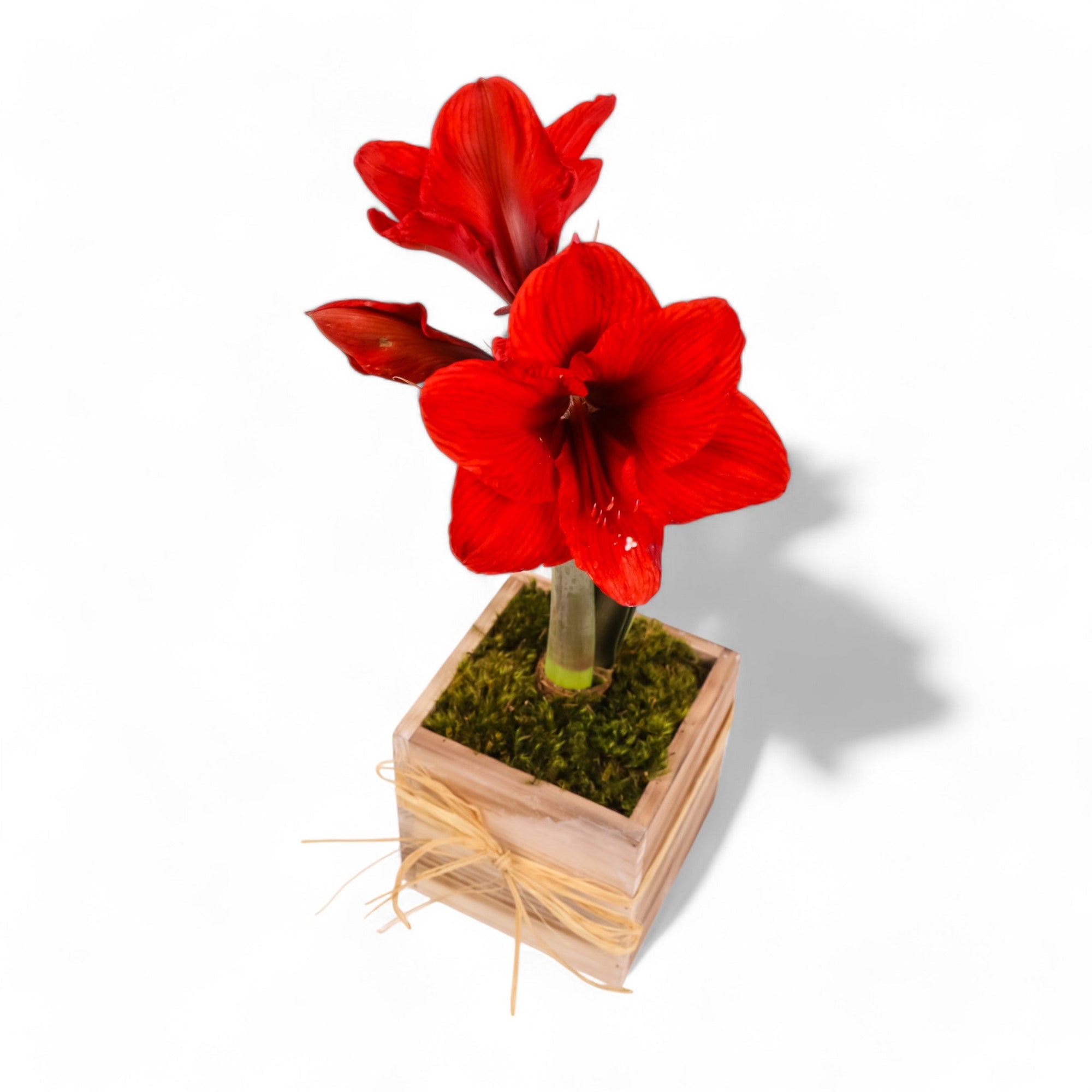 Holiday Amaryllis Bulb Planting - Green Fresh Florals + Plants