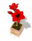 Holiday Amaryllis Bulb Planting - Green Fresh Florals + Plants