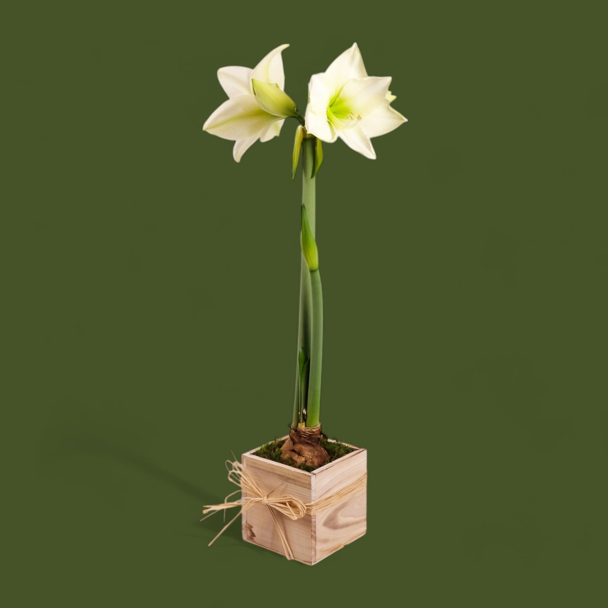 Holiday Amaryllis Bulb Planting - Green Fresh Florals + Plants