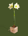 Holiday Amaryllis Bulb Planting - Green Fresh Florals + Plants