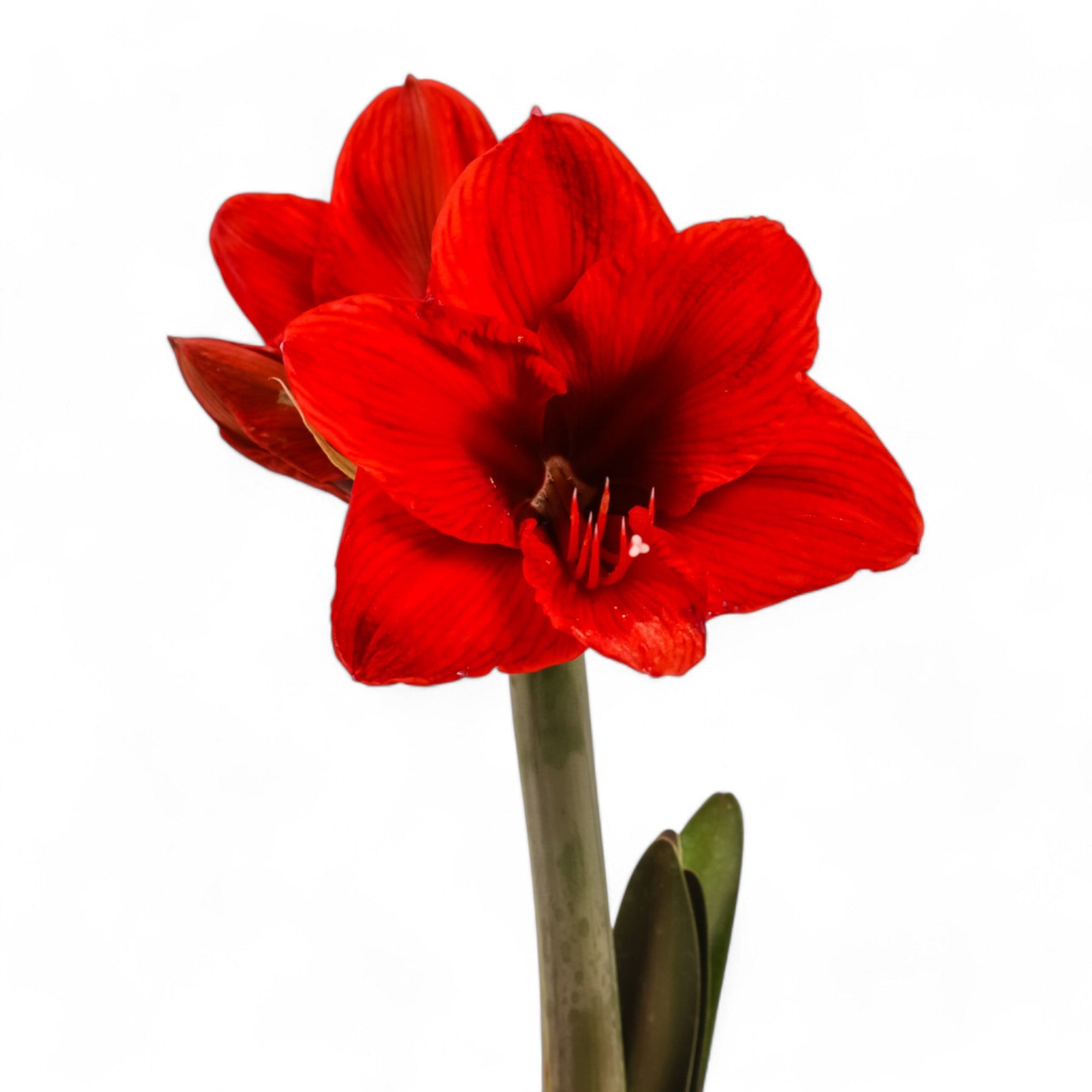 Holiday Amaryllis Bulb Planting - Green Fresh Florals + Plants