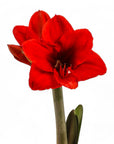 Holiday Amaryllis Bulb Planting - Green Fresh Florals + Plants