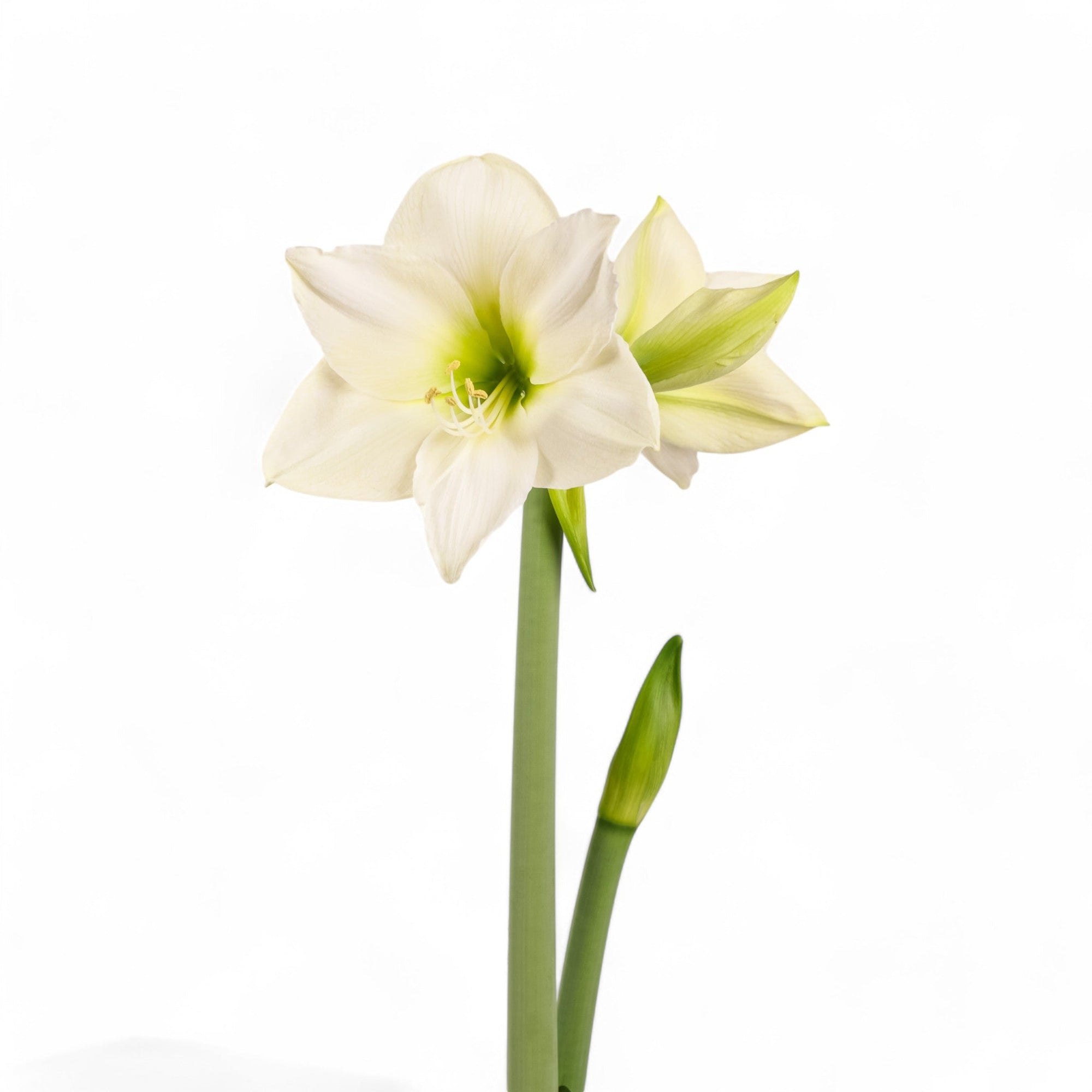 Holiday Amaryllis Bulb Planting - Green Fresh Florals + Plants