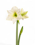 Holiday Amaryllis Bulb Planting - Green Fresh Florals + Plants